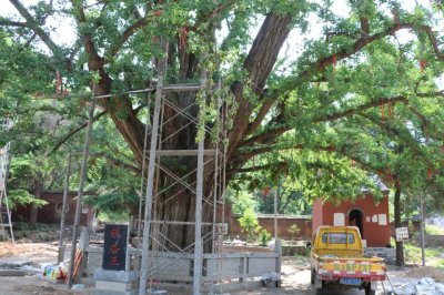 新泰白马寺:七搂八拃一媳妇,天下第二银杏树