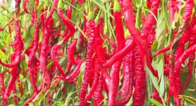 火辣的高台等您来