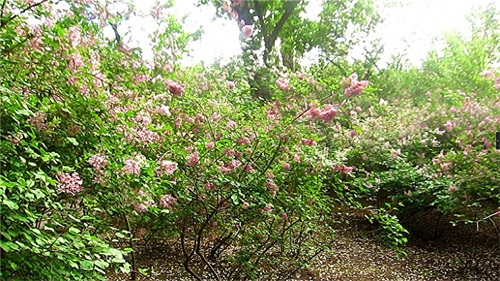 哈尔滨隐藏最深的一座公园,外地人恐怕都找不到——清滨公园