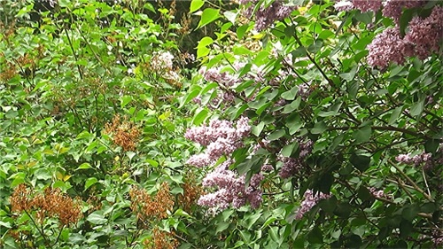 哈尔滨隐藏最深的一座公园,外地人恐怕都找不到——清滨公园