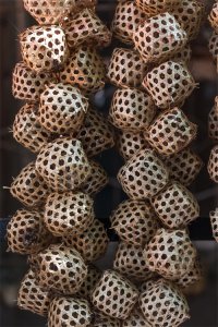 ​美式外交就是碰瓷？声波攻击美外交官的凶手竟是蟋蟀