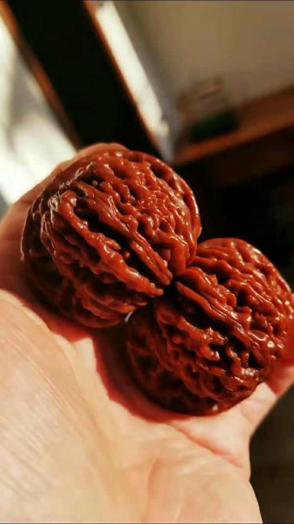 盘核桃该怎么盘（盘核桃的正确盘法）