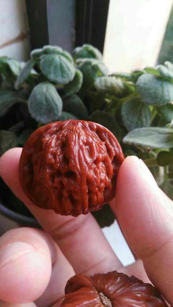 盘核桃该怎么盘（盘核桃的正确盘法）