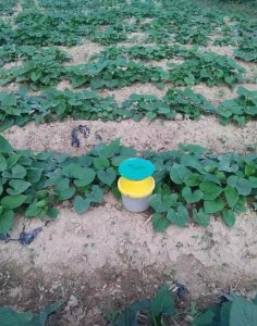 ​在农村种植什么好(种植什么最赚钱不愁销路)