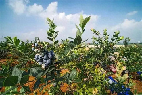 蓝莓的产地主要在哪里(中国蓝莓之乡)