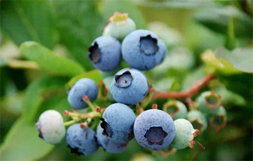 蓝莓的产地主要在哪里(中国蓝莓之乡)