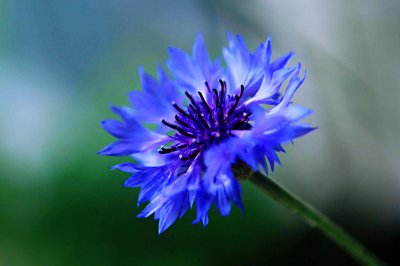 ​矢车菊～株型飘逸，花姿优美，花色绚丽，富有观赏价值