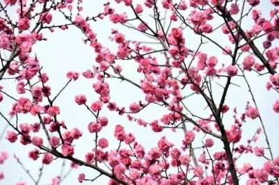 ​朱德、流沙河最爱的金堂这座公园，终于要提档升级了！