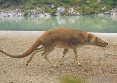 ​消失的史前古兽——巴基斯坦鲸，它跟鲸鱼有什么关系？