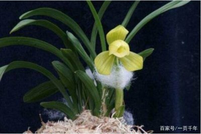 ​盘点那些身价千万的花，一株可买北京一套房