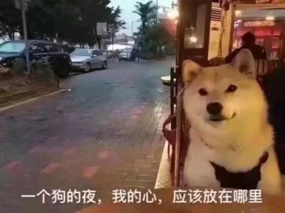 真“单身狗”表情包,无水印巨沙雕