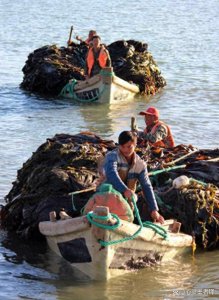 ​威海特产三宝：海洋与陆地的美味馈赠