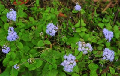 ​藿香蓟，菊科观赏和药用草本