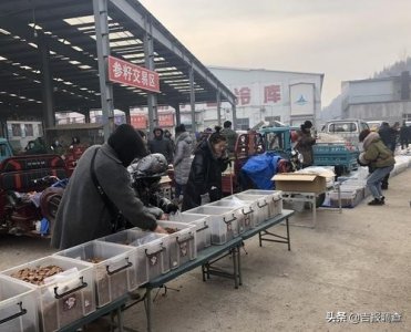 ​走进抚松万良人参市场感受新鲜事：土特产买卖有了直播“粉丝团”