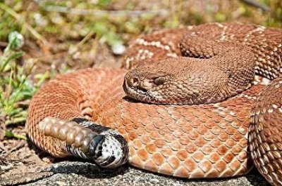 ​蛇最怕三样东西是什么？