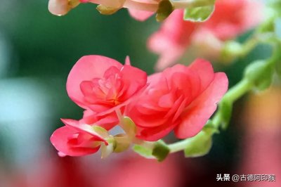 ​“如此芬芳，真乃人间”；此花被誉为“秋娘”