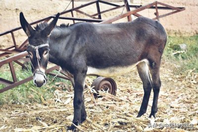 ​老话说：“一块驴肉五味药”，驴肉有哪些功效和禁忌？一文说清楚