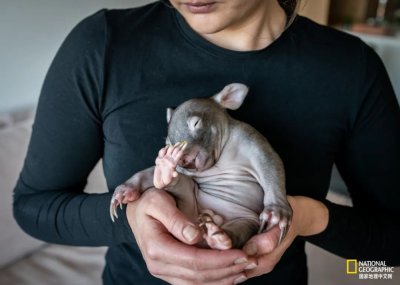 ​撸猫不如撸袋熊