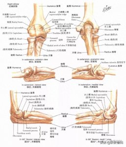 ​超清晰的上肢（肘和前臂、腕和手）解剖图，赶紧收藏