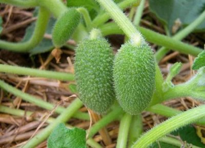 ​农村有一种“喷瓜”，成熟后会自动喷射种子，是天然的“泻药”