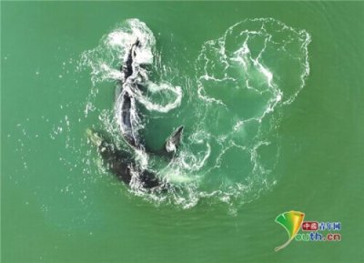 ​航拍南露脊鲸水中追逐嬉戏 浪花翻滚兴致高昂