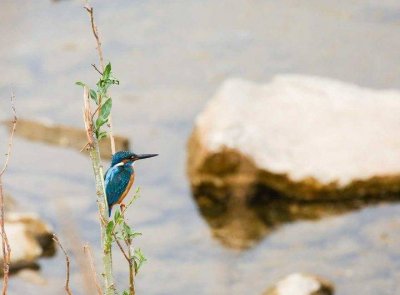 ​可爱的小精灵，羽色艳丽多彩的小翠鸟