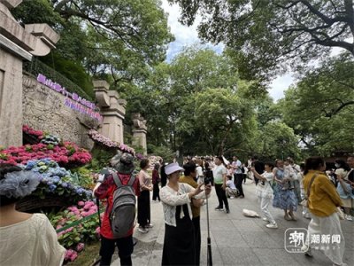 ​吴山八仙花展“出圈”背后，是杭州的“花式幸福”