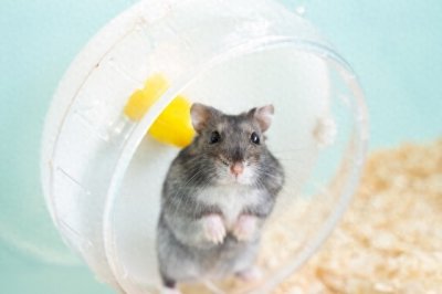 ​仓鼠品种全介绍：7 种常见仓鼠特点与饲养要点