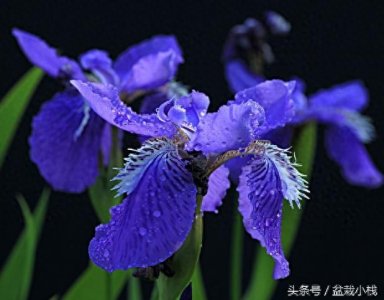 ​鸢尾，蓝色花卉里最为靓丽的一种！建议养几株~