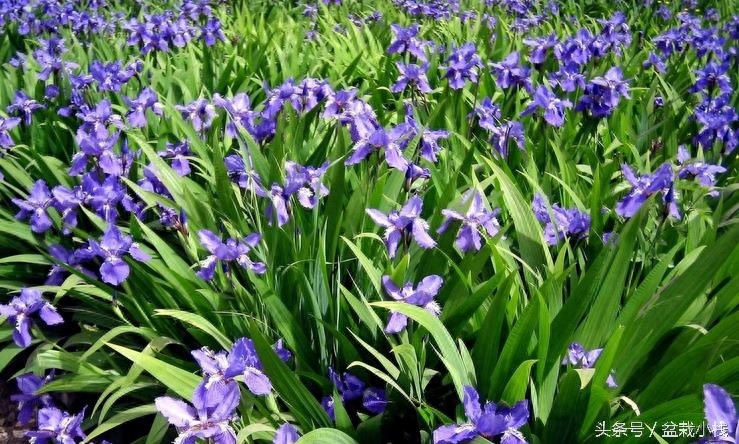 鸢尾，蓝色花卉里最为靓丽的一种！建议养几株~