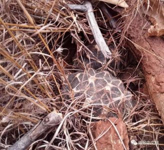 ​5月份内，62只价值不菲的缅甸星龟因脱水而死！