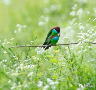 ​我的青春小鸟一去不回来……