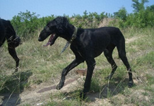 被神话了的中国第一神犬：二郎神的哮天犬