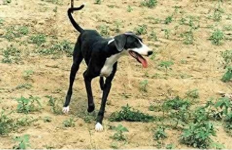 被神话了的中国第一神犬：二郎神的哮天犬