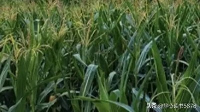 ​超级芦竹：未来的能源植物替代煤炭！