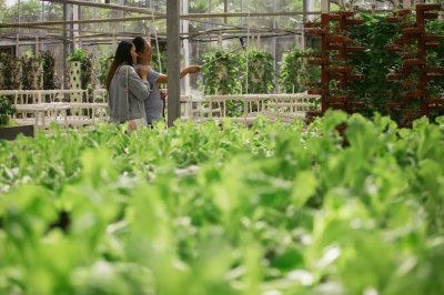 人间四月天,来都市菜园能采什么菜呢?