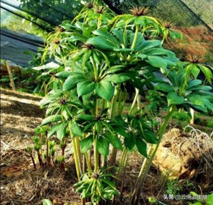 ​中药至宝——滇重楼