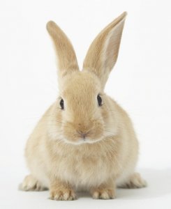 ​你听说过兔子真的不能喝水吗？