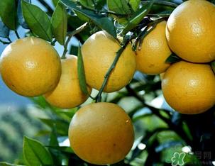 橙子可以放冰箱吗?橙子放冰箱能保鲜多久? 橙子可以放冰箱吗?橙子放冰箱能保鲜多久?