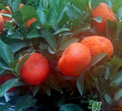 桔子籽的功效与作用 橘子籽的功效与作用