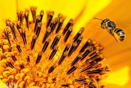 蜂花粉一天吃多少合适 根据具体情况而定 蜂花粉一天吃多少合适 根据具体情况而定