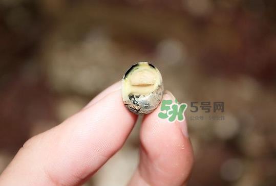 海螺多少钱一斤 海螺要煮多长时间 海螺多少钱一斤 海螺要煮多长时间