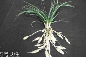 麦冬什么时候种植 3月下旬到4月下旬之间 麦冬什么时候种植 3月下旬到4月下旬之间