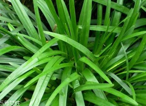 麦冬什么时候种植 3月下旬到4月下旬之间 麦冬什么时候种植 3月下旬到4月下旬之间