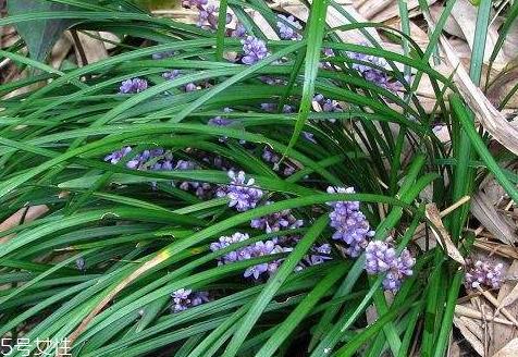 麦冬什么时候种植 3月下旬到4月下旬之间 麦冬什么时候种植 3月下旬到4月下旬之间