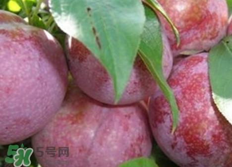 双华李怎么吃不酸?双华李不能和什么一起吃? 双华李怎么吃不酸?双华李不能和什么一起吃?