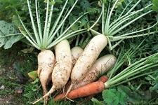 白萝卜能放冰箱吗?白萝卜能冷冻保存吗? 白萝卜能放冰箱吗?白萝卜能冷冻保存吗?