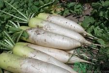 白萝卜能放冰箱吗?白萝卜能冷冻保存吗? 白萝卜能放冰箱吗?白萝卜能冷冻保存吗?