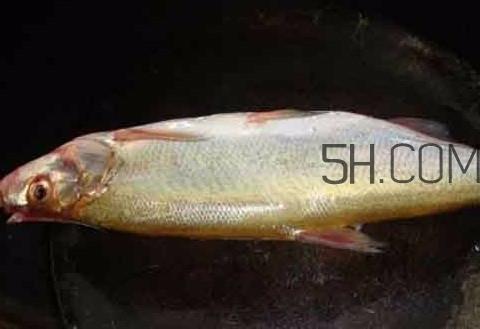 刁子鱼是什么鱼?刁子鱼是翘嘴鲌吗 刁子鱼是什么鱼?刁子鱼是翘嘴鲌吗