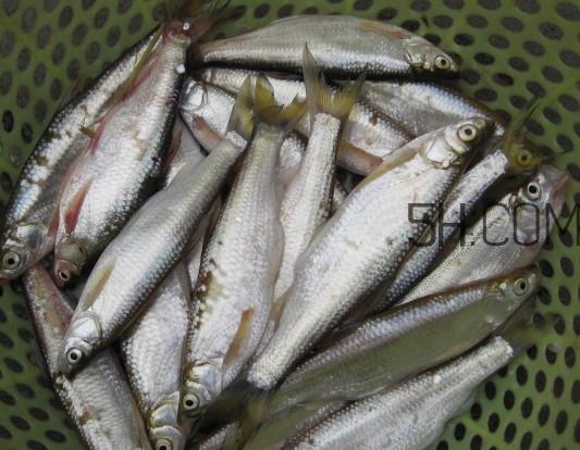 刁子鱼是什么鱼?刁子鱼是翘嘴鲌吗 刁子鱼是什么鱼?刁子鱼是翘嘴鲌吗